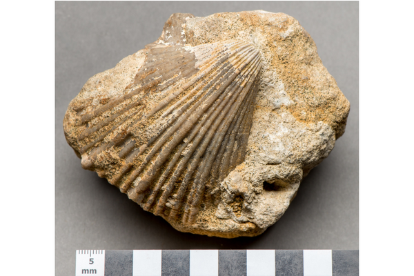 Fossil sea shell